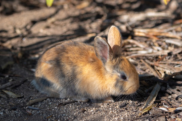 Close up an adorable yellow black baby rabbit in sunny day with nature background on Okunoshima, as known as the 