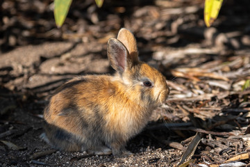 Close up an adorable yellow black baby rabbit in sunny day with nature background on Okunoshima, as known as the 