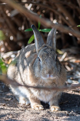 Close-up brown rabbit in sunny day
