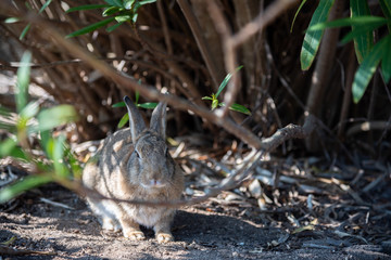 Close up of cute relaxing rabbit in the undergrowth on Okunoshima ( Rabbit Island ), Hiroshima, Japan. Numerous feral rabbits that roam the island, they are rather tame and will approach humans.