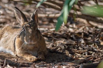 Close-up brown rabbit in sunny day