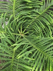 Background of fir trees branches