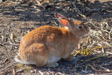 Close-up brown rabbit in sunny day