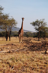 Giraffe