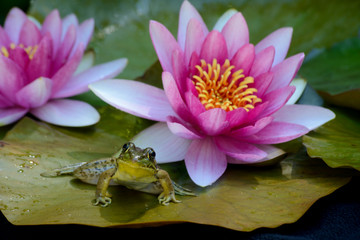 A frog sits on the lily pad with blooming pink waterlilies. - 246710021