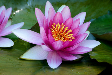 Pink water lillies bloom in a small pond showing reflections.