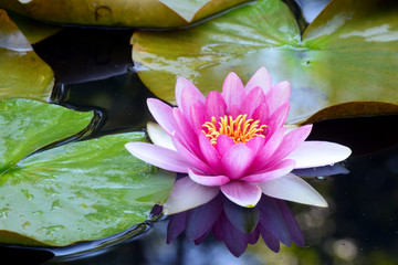 Pink water lillies bloom in a small pond showing reflections. - 246710078