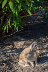 Close up of cute relaxing rabbit in the undergrowth on Okunoshima ( Rabbit Island ), Hiroshima, Japan. Numerous feral rabbits that roam the island, they are rather tame and will approach humans.