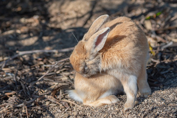 Close-up brown rabbit in sunny day