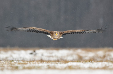 White tailed eagle (Haliaeetus albicilla)