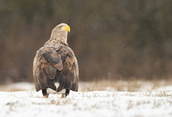 White tailed eagle (Haliaeetus albicilla)