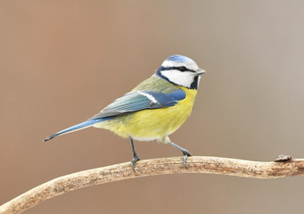 Blue tit (Cyanistes caeruleus)