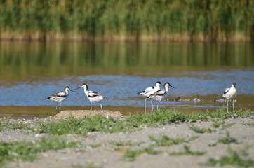 Kluut. Recurvirostra avosetta. The Pied avocet group in its natural habitat. Fauna of Ukraine.