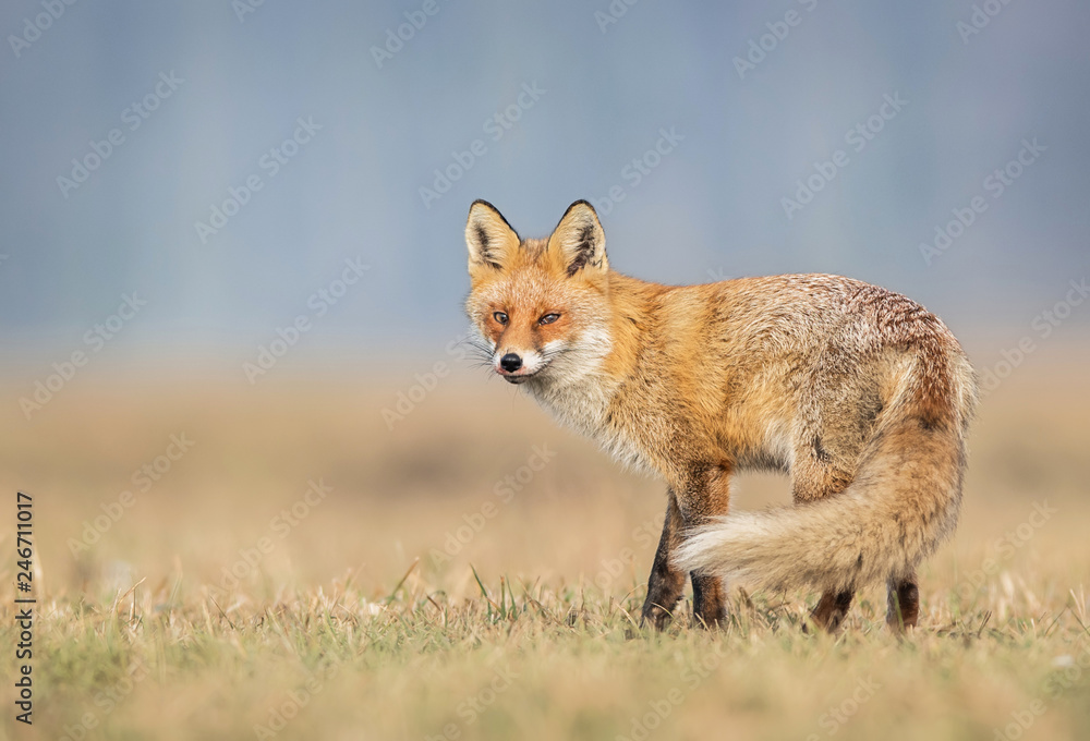 Wall mural fox (vulpes vulpes)