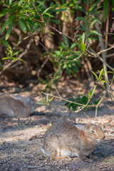 Close up of cute relaxing rabbit in the undergrowth on Okunoshima ( Rabbit Island ), Hiroshima, Japan. Numerous feral rabbits that roam the island, they are rather tame and will approach humans.