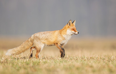 Fox (Vulpes vulpes)