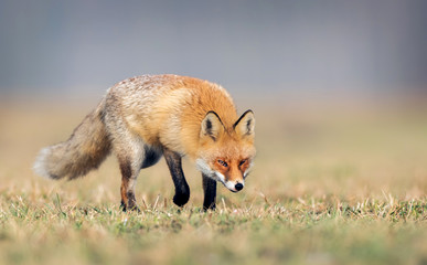 Fox (Vulpes vulpes)