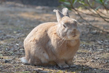 Close-up gray rabbit in sunny day on Okunoshima Island, as known as the 