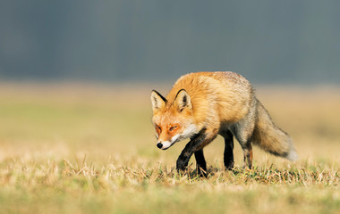 Fox (Vulpes vulpes)