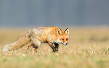 Fox (Vulpes vulpes)