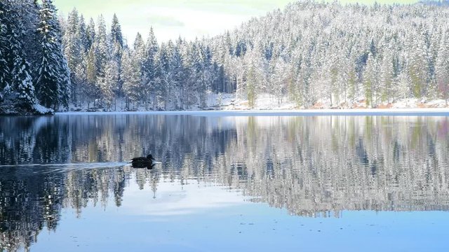 Winter mirror-clear lake and a floating duck among the forest and mountain Alps