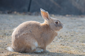 Close-up gray rabbit in sunny day on Okunoshima Island, as known as the 