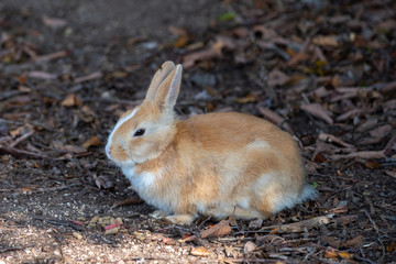 Close-up brown rabbit in sunny day