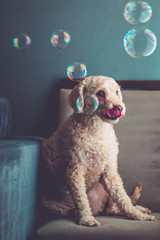 Cute dog around soap bubbles sitting on chair