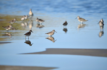 Calidris group seeks food in its natural habitat. Fauna of Ukraine.