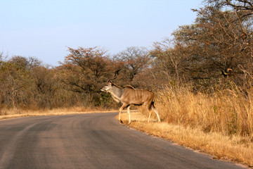 Greater Kudu stag crossing a road