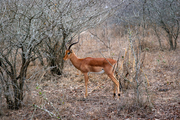 Impala stood side on in bush