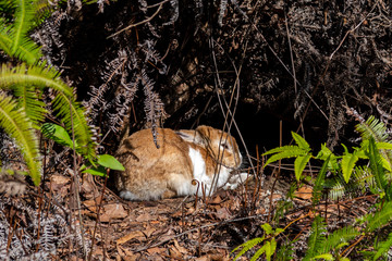 Close-up brown rabbit in sunny day