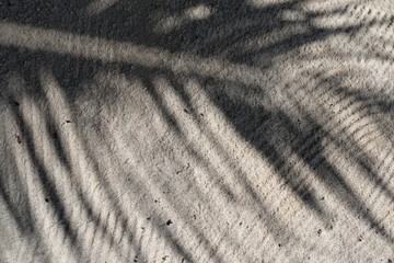 Shadows of palm trees on the seychelles