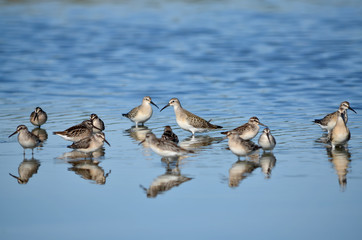 Calidris group is looking for food in its natural habitat. Fauna of Ukraine.
