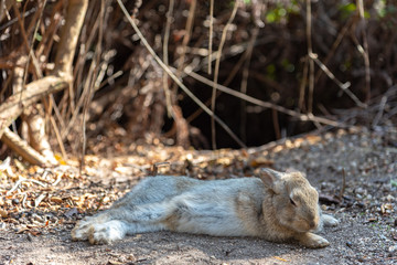 Close up of cute relaxing rabbit in the undergrowth on Okunoshima ( Rabbit Island ), Hiroshima, Japan. Numerous feral rabbits that roam the island, they are rather tame and will approach humans.