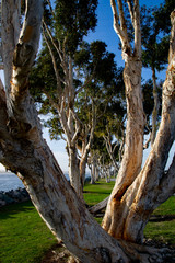 Paper Eucalyptus Trees Align Beautifully at Embarcadero Park