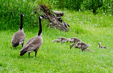 Canada Goose families strolling in green grass.