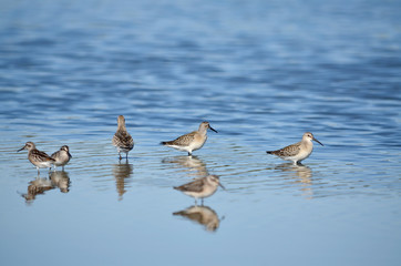 Calidris group is looking for food in its natural habitat. Fauna of Ukraine.