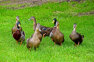 Canada Goose families strolling in green grass.