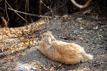 Fototapeta premium Close up of cute relaxing rabbit in the undergrowth on Okunoshima ( Rabbit Island ), Hiroshima, Japan. Numerous feral rabbits that roam the island, they are rather tame and will approach humans.