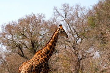 Neck and head of a Giraffe