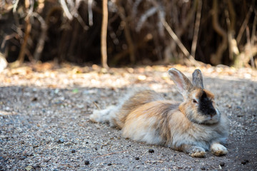 An adorable yellow white rabbit. Okunoshima, as known as the Rabbit Island. Numerous feral rabbits that roam the island, they are rather tame and will approach humans. Hiroshima, Japan.