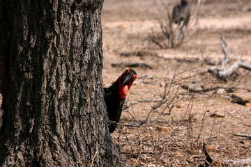 Southern ground horn-bill peering around a tree 