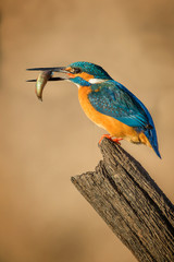  kingfisher, Alcedo atthis