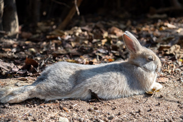 Close-up gray rabbit in sunny day on Okunoshima Island, as known as the 