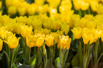 Tulip bloom in the garden with lens blurred effect as foreground and background, some in a row and some of it spread out