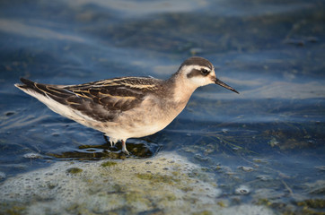 Red-necked phalarope looking for food in its natural habitat on coast of the Azov Sea. Fauna of Ukraine.