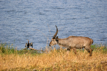 Waterbuck antelope walking along beside lake 