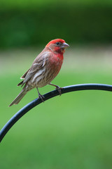 Rosy Fitch male and female perches waiting on food.
