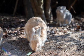Cute relaxing rabbit on the road under the sunlight. in Okunoshima Island, as known as the 